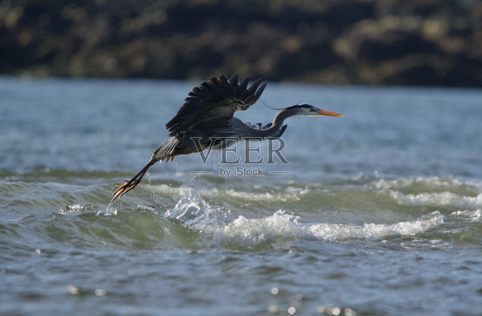 大蓝鹭从破浪中起飞，双腿伸展。照片摄影图片