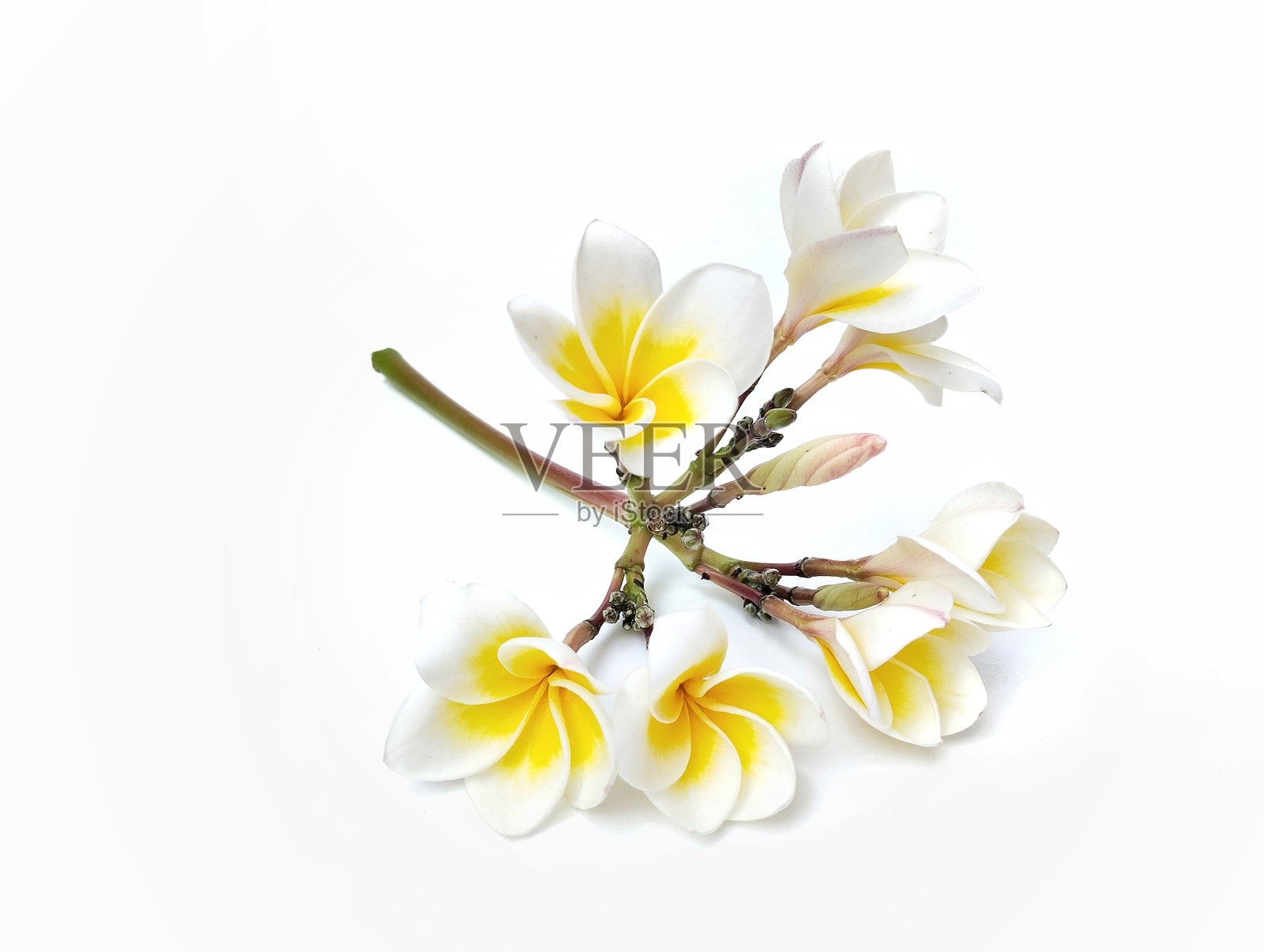 美丽的鸡蛋花（白色夹竹桃）孤立在白色背景上。照片摄影图片