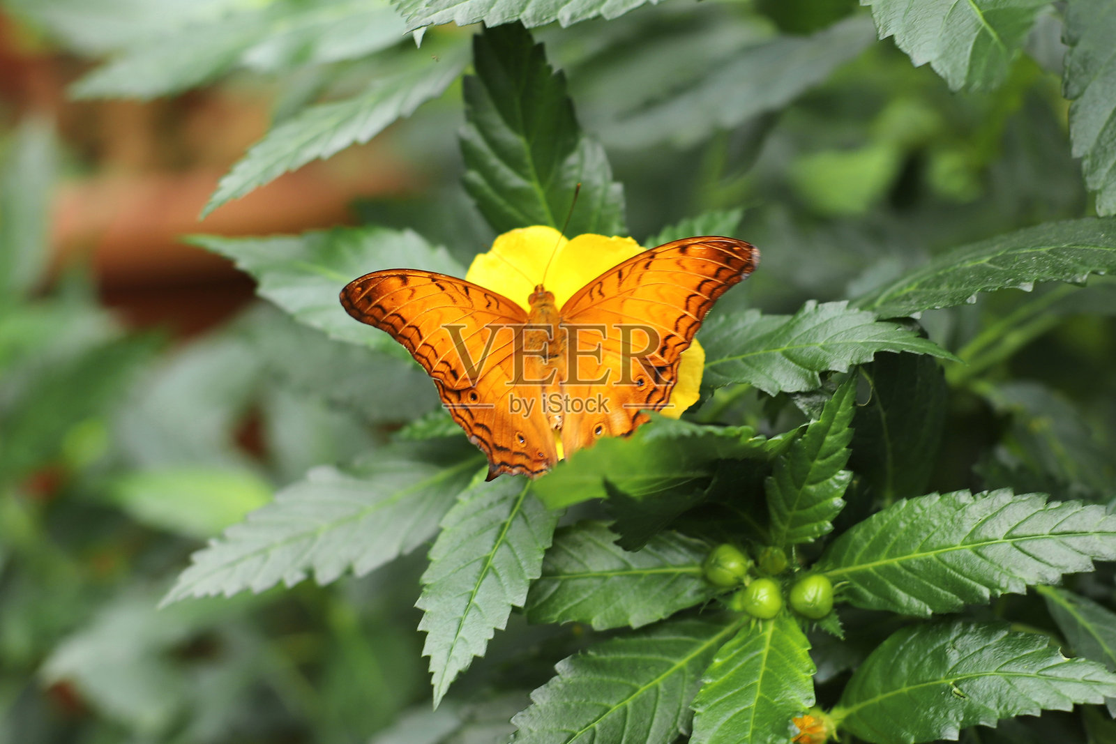 黄灿蝶（Mycalesis）是一种刷足蝶属的蝴蝶，栖息在一朵黄色花朵上。照片摄影图片