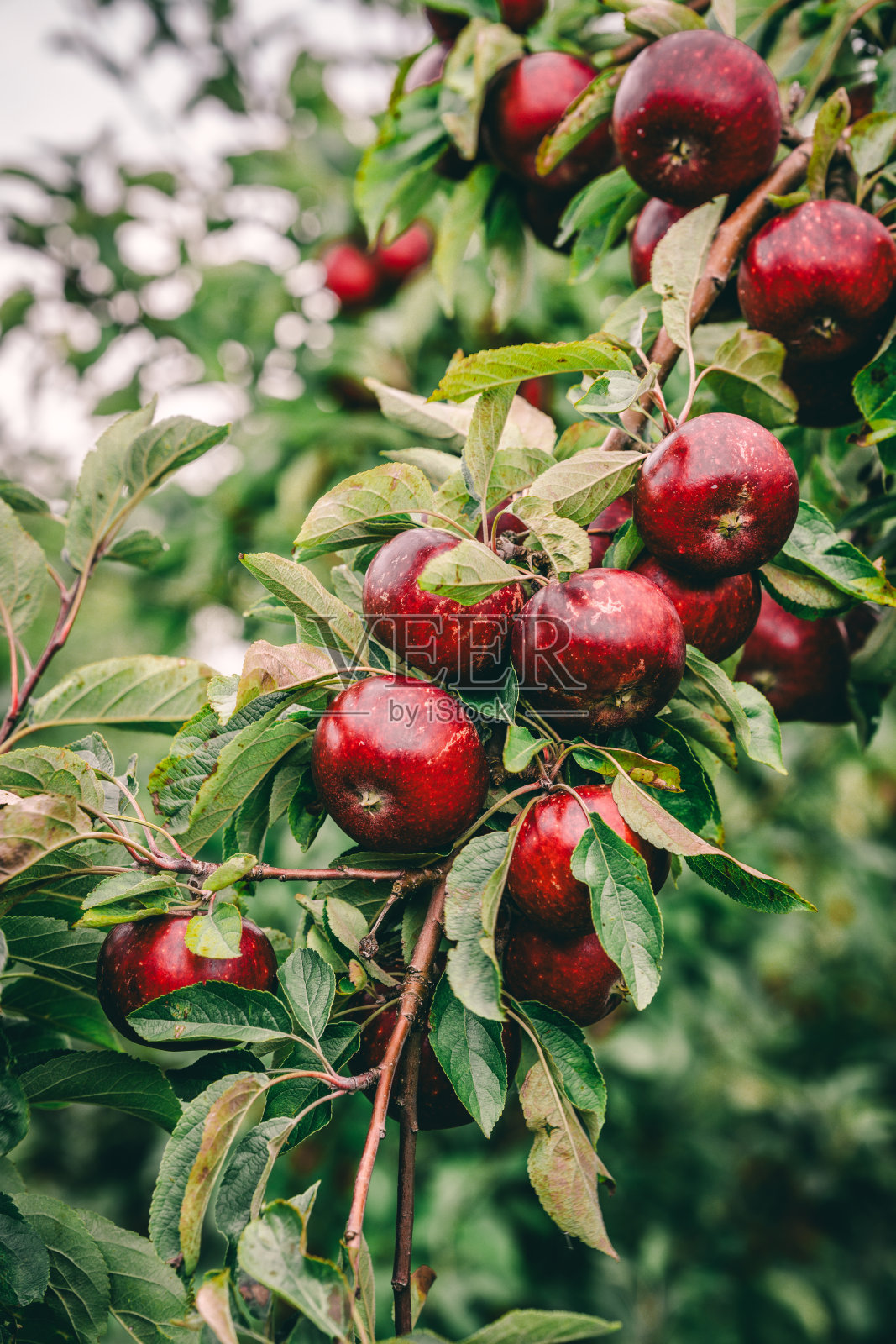树上红苹果已成熟，准备采摘照片摄影图片