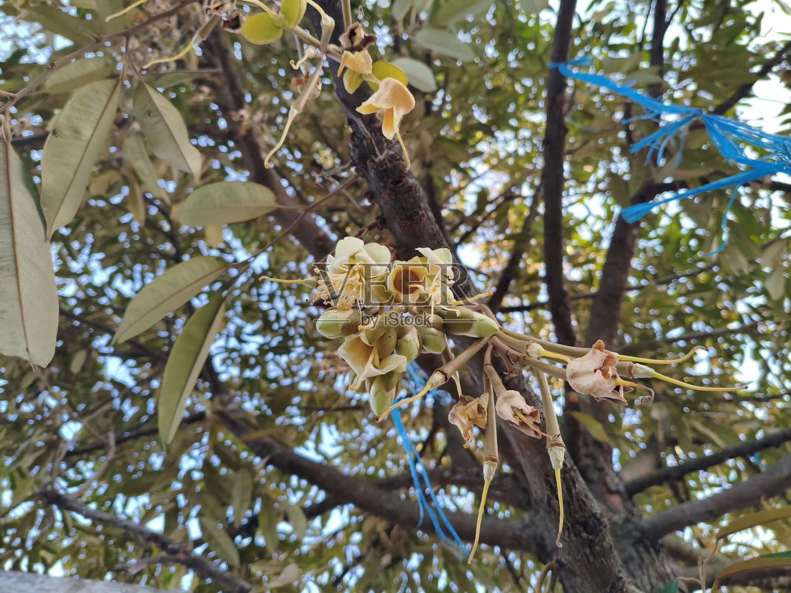 榴莲树开花盛开照片摄影图片