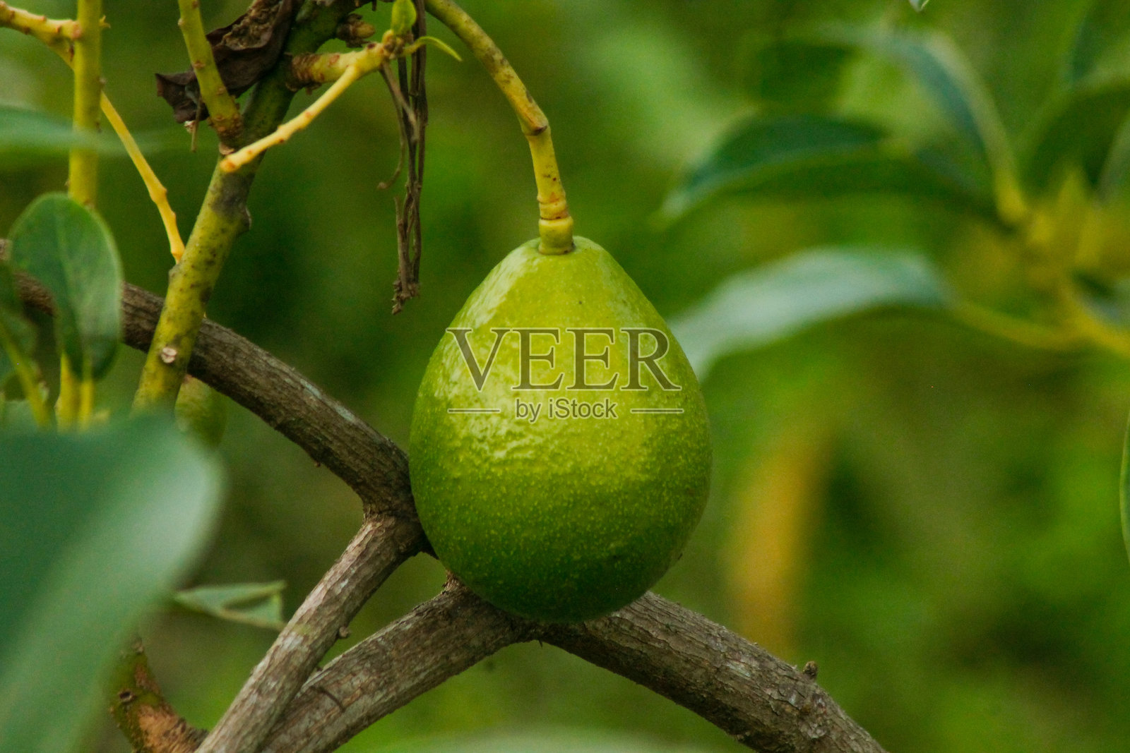 植物上的鳄梨或树上的生鳄梨，新鲜的有机农产品，树上的鳄梨果实适用于宣传册、杂志、食品业务或其他行业。照片摄影图片