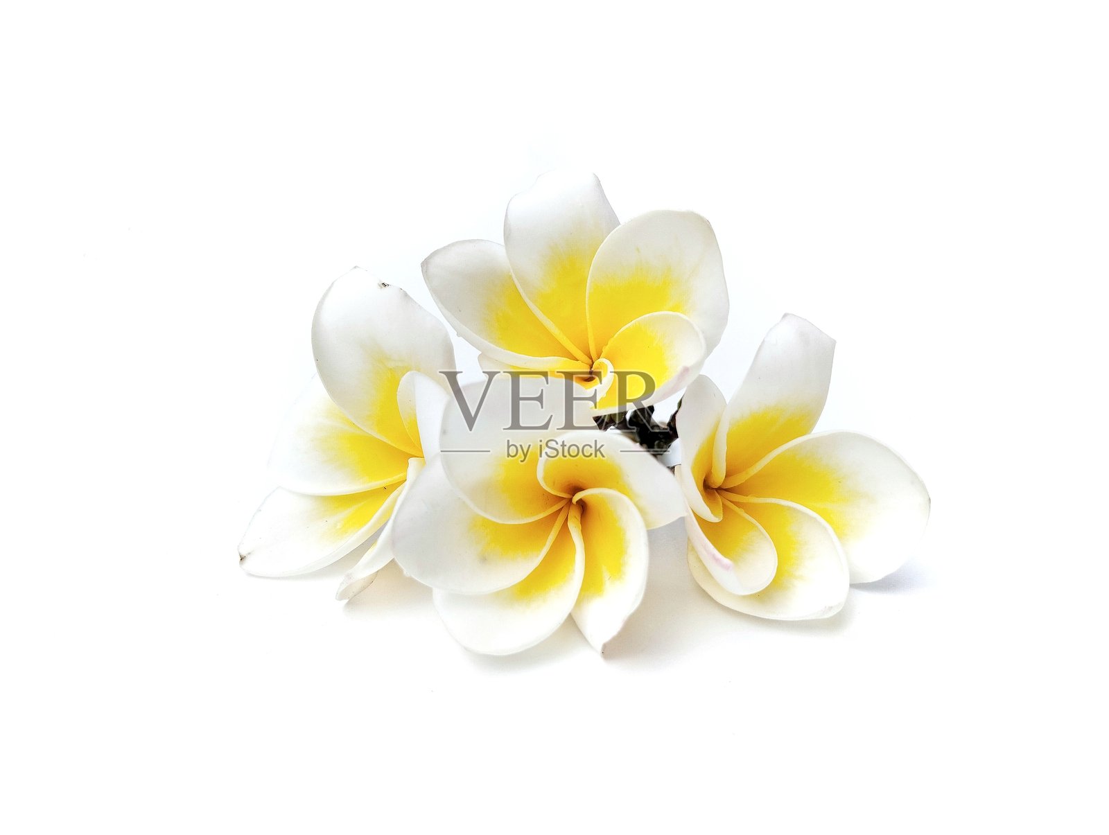 美丽的鸡蛋花（白色夹竹桃）孤立在白色背景上。照片摄影图片