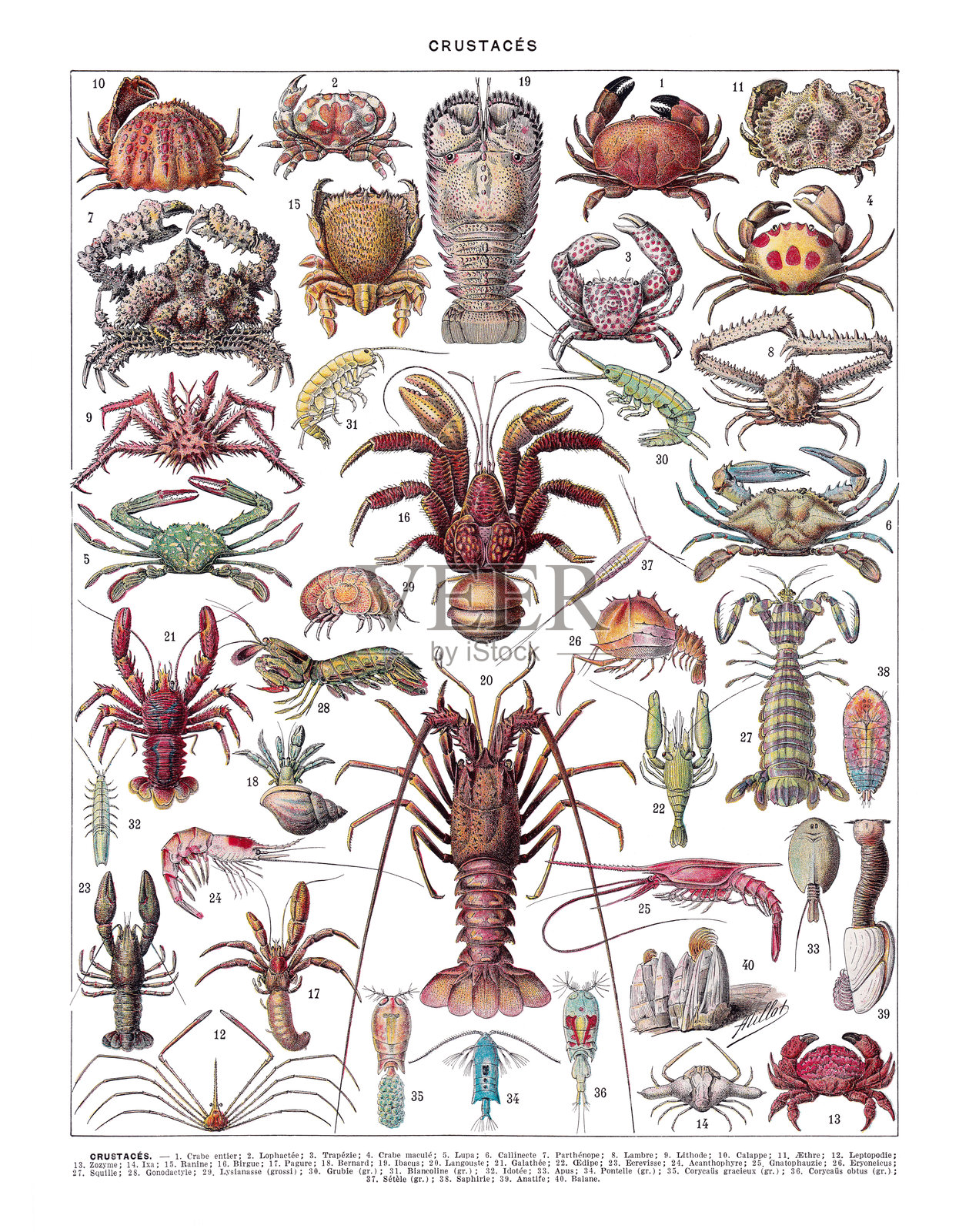 关于甲壳动物学（研究甲壳类动物）的复古插图插画图片素材