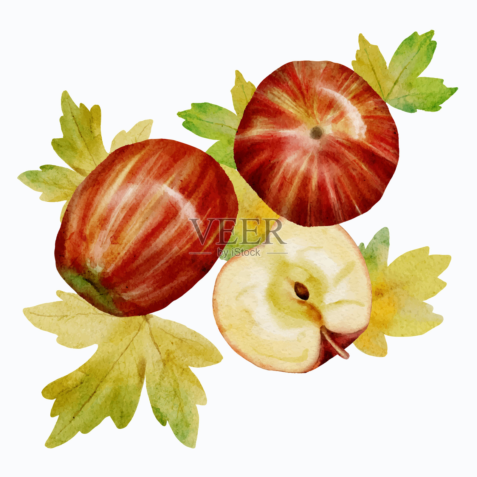 白色背景上的秋季水彩静物画。色彩斑斓的秋季收藏，包括南瓜、苹果和叶子，背景为白色。秋季丰收。插画图片素材