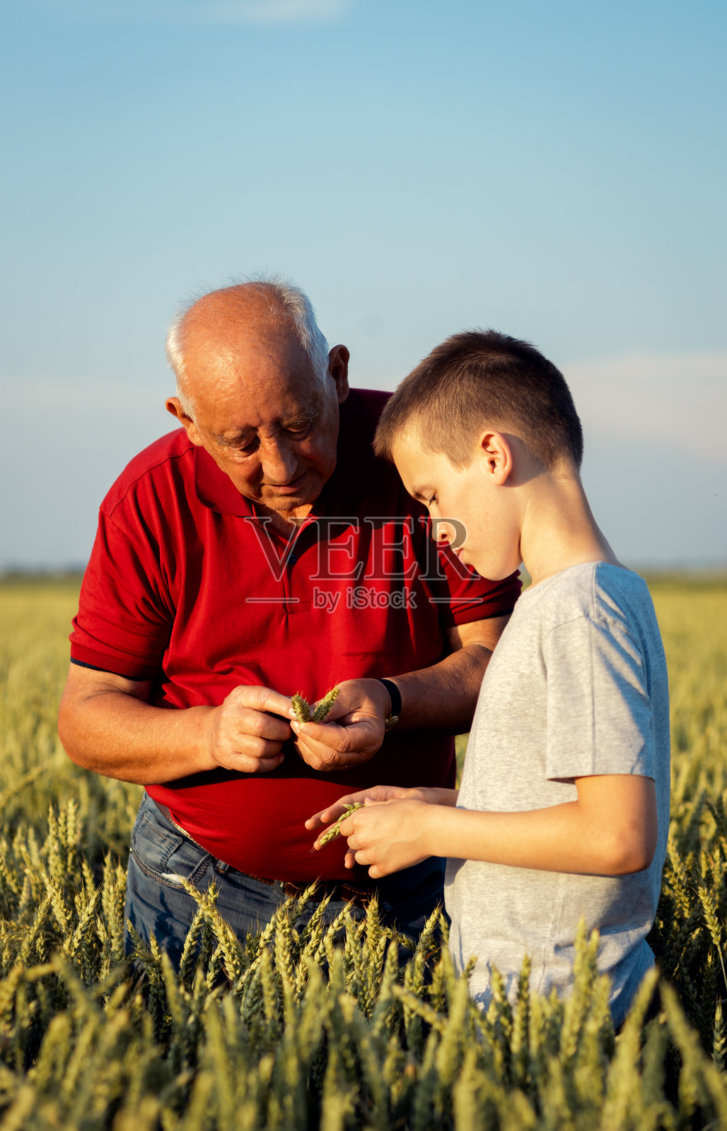 一位老农夫与他的孙子在小麦田里站着，夕阳下检查庄稼。照片摄影图片