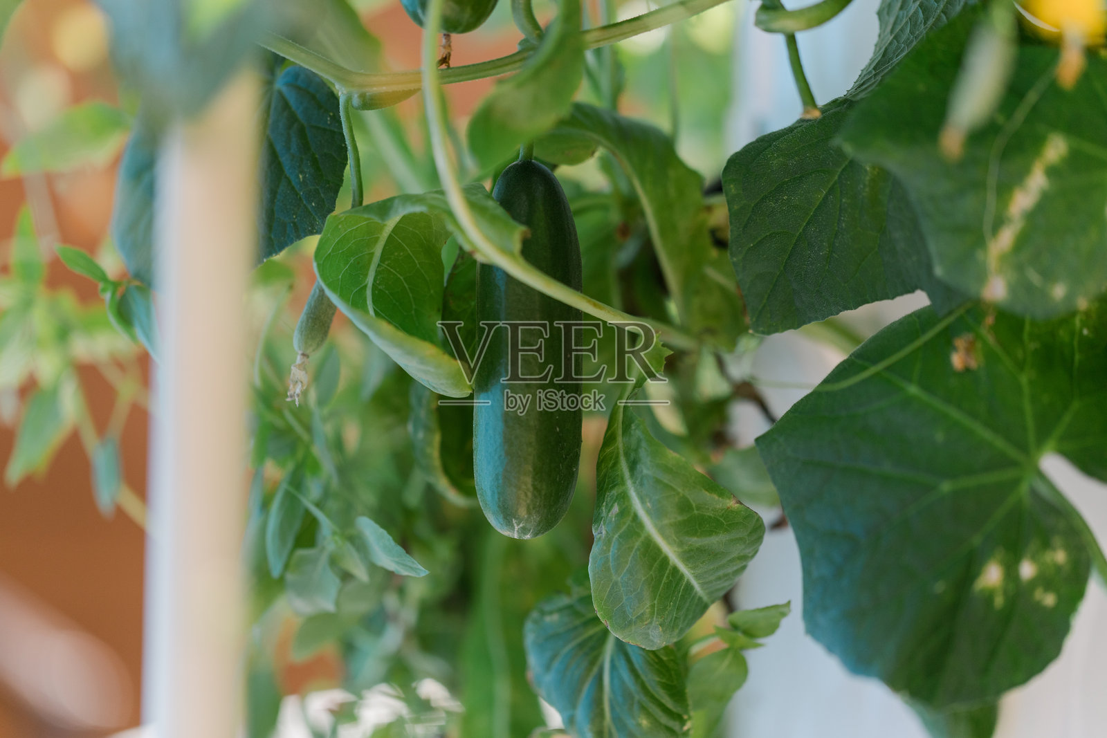在2025年秋季，南佛罗里达的家庭塔式花园中，水培种植的小黄瓜，抵御通货膨胀，自己种植食物。照片摄影图片