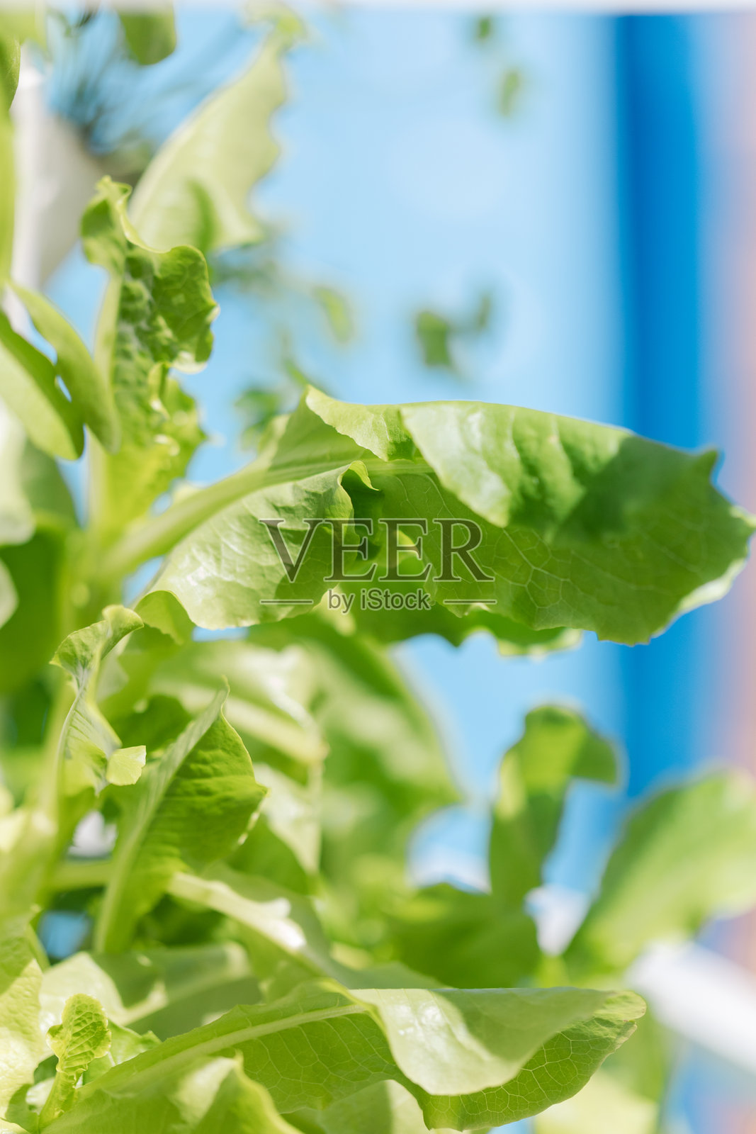 在2025年秋季，南佛罗里达的家庭塔式花园中，郁郁葱葱的绿色生菜在水培环境中生长，以应对通货膨胀，种植食物。照片摄影图片