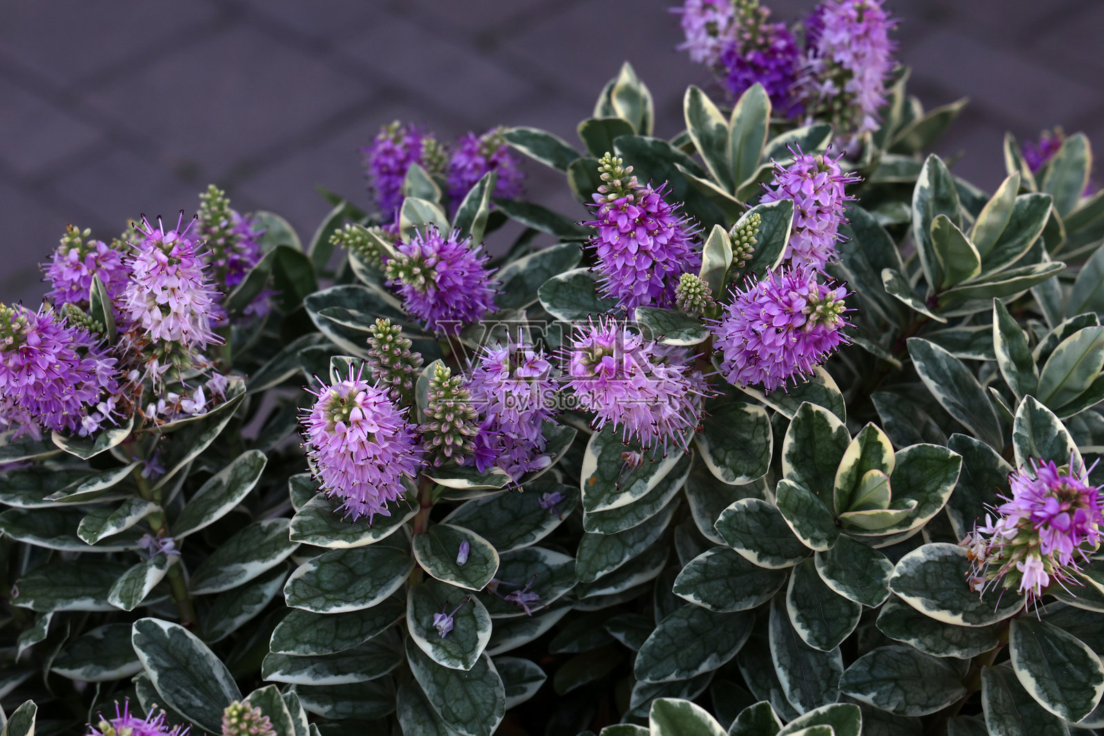 一种未知的美丽紫色花朵照片摄影图片