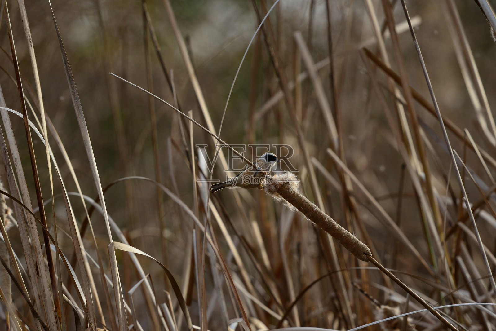 悬巢雀照片摄影图片
