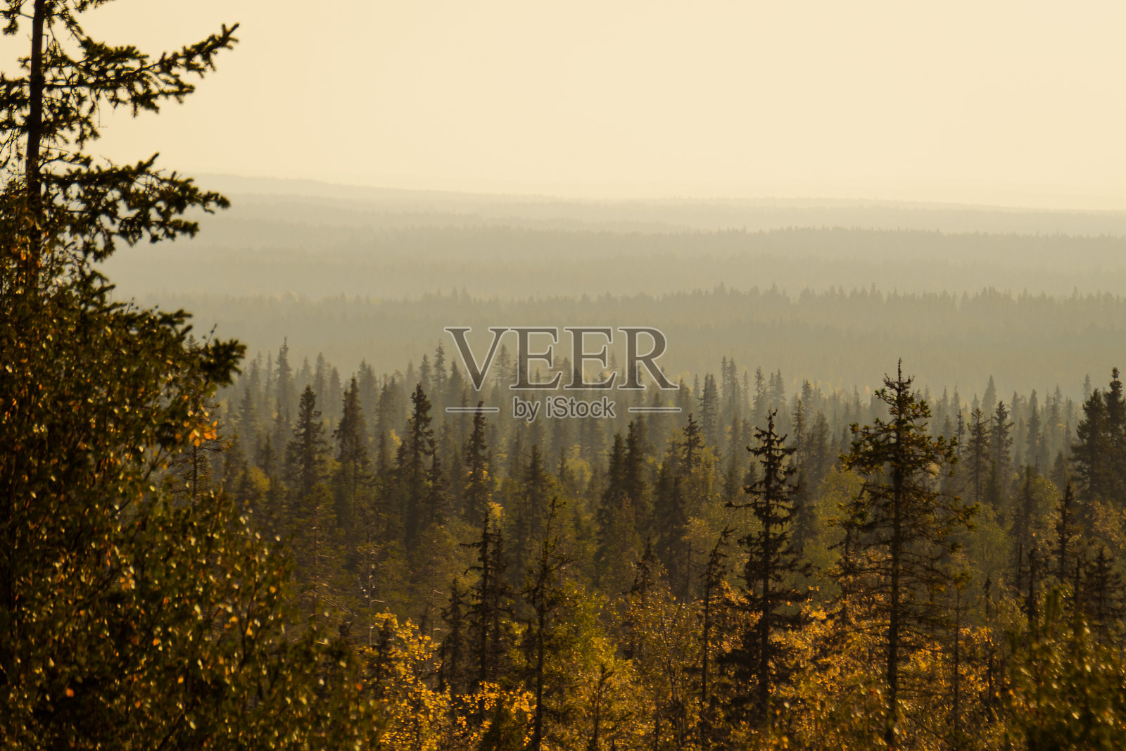 芬兰拉普兰的秋季森林与雾气照片摄影图片