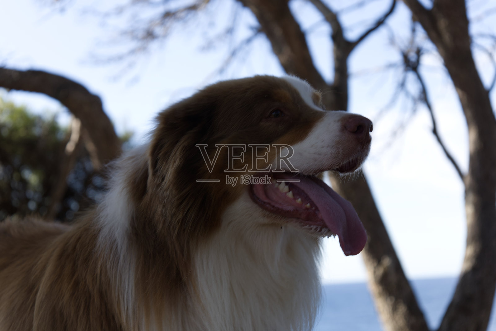 狗伸出舌头照片摄影图片