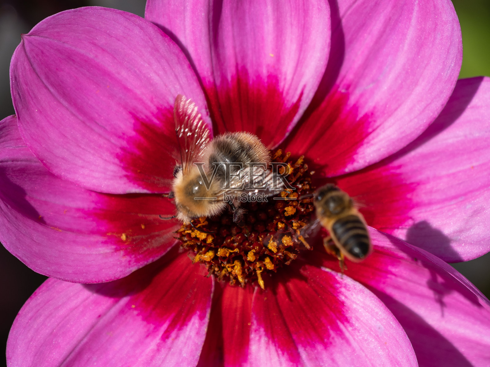 蜜蜂在粉色花朵中遇见大黄蜂 - 自然之美照片摄影图片