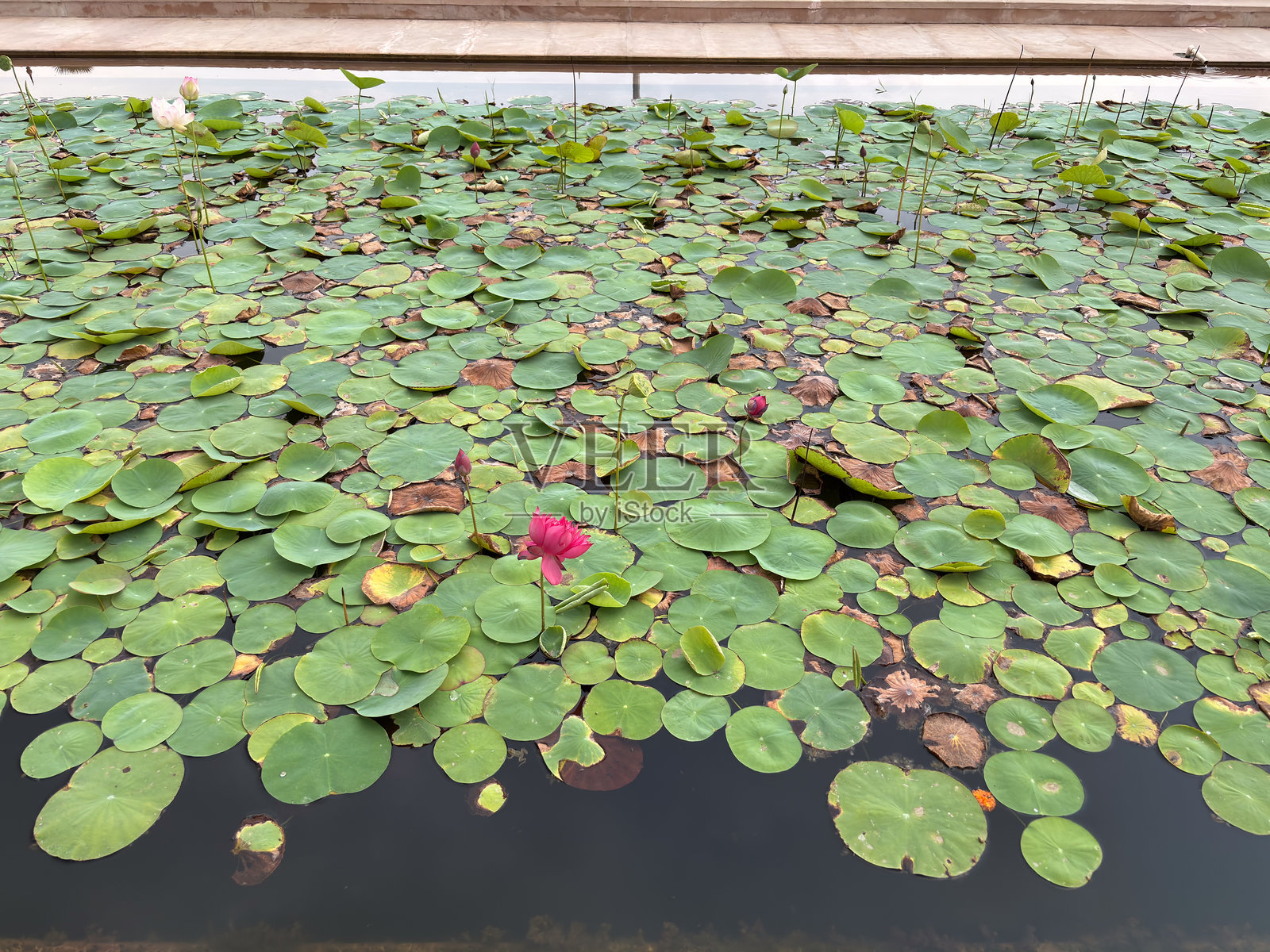 迪加美丽的寺庙建筑照片摄影图片