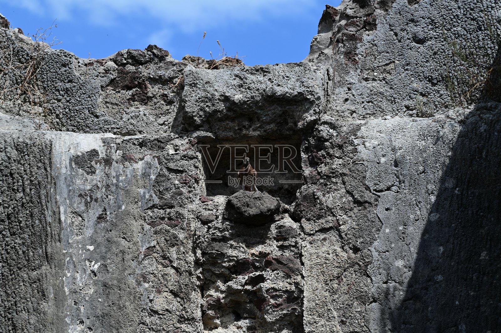 一只鸽子栖息在城市废墟中照片摄影图片