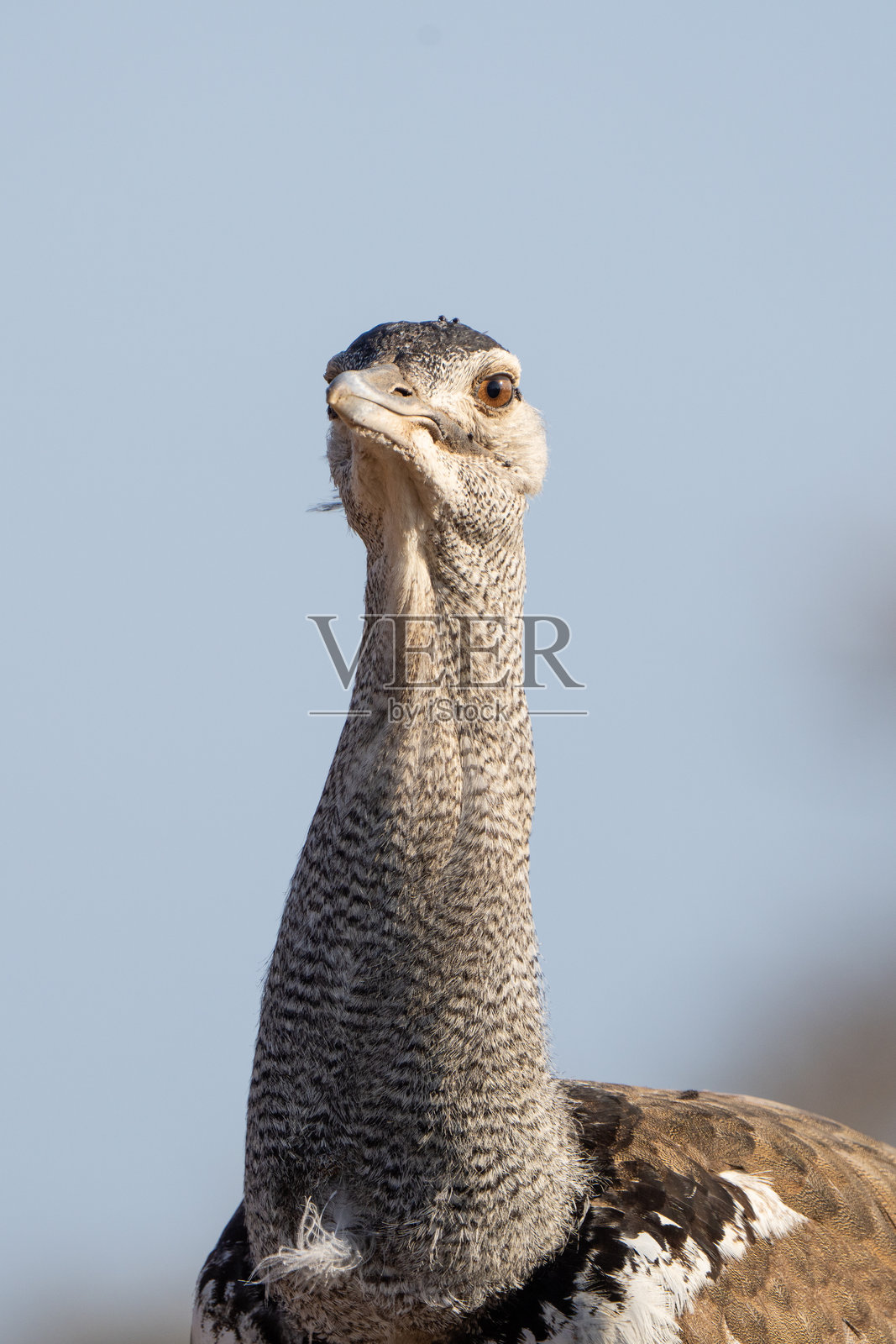 科里大鸨的头部和颈部特写，背景为蓝天，博茨瓦纳。照片摄影图片