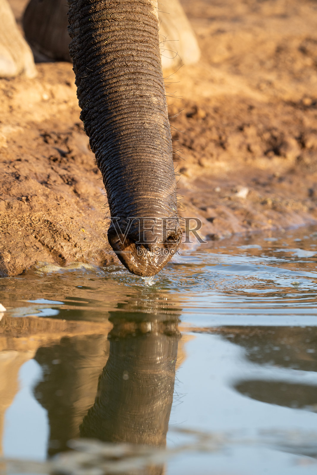非洲大象的象鼻伸入水中，特写，博茨瓦纳。照片摄影图片