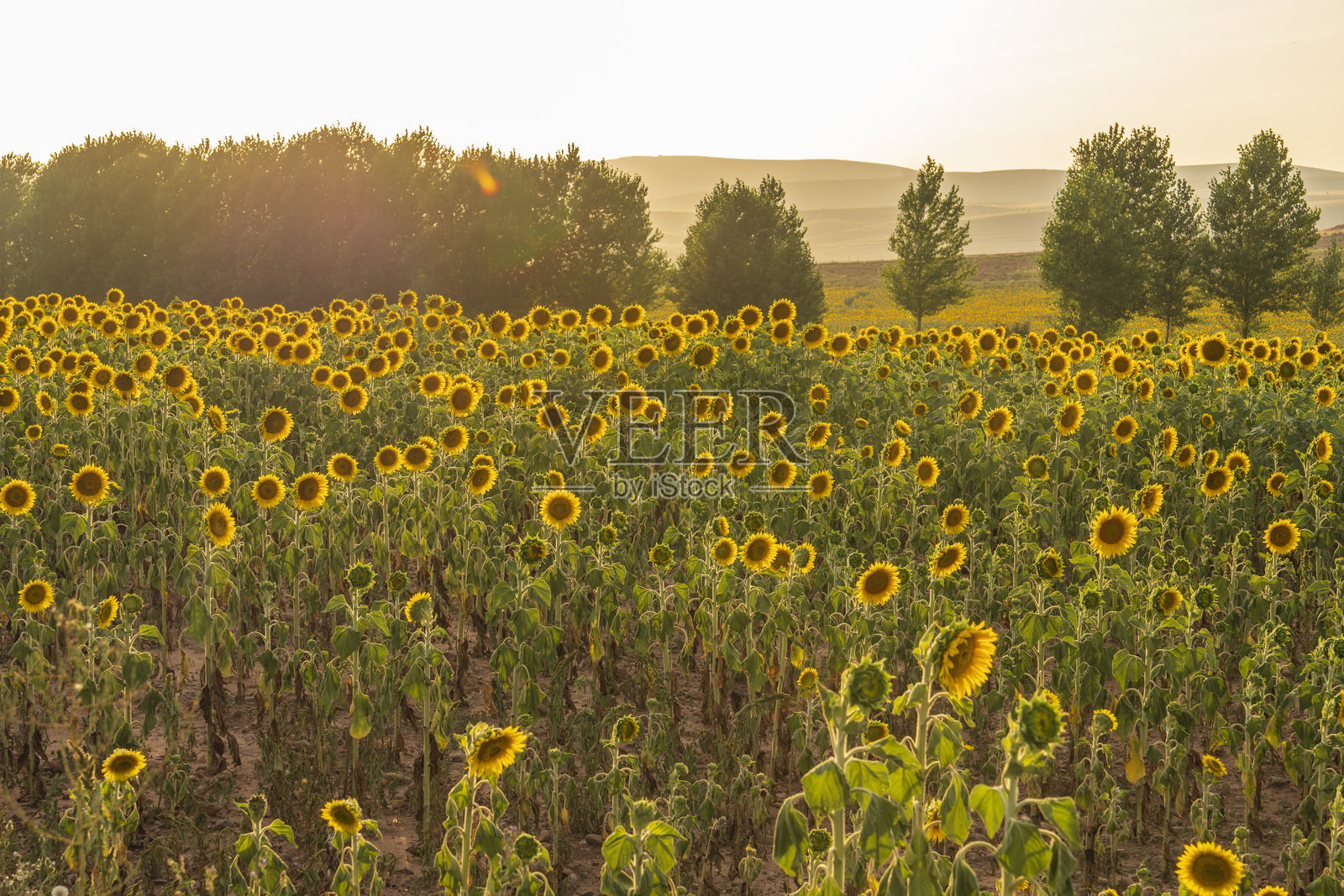 西班牙阿拉贡特鲁埃尔省埃尔波博的向日葵田夏季日落景观照片摄影图片