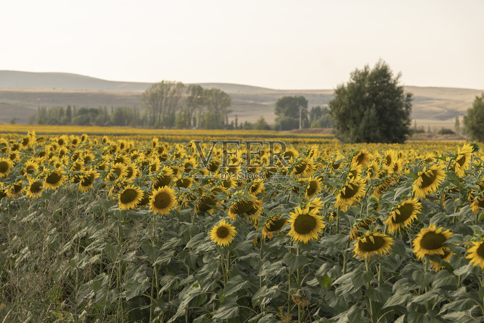 西班牙阿拉贡特鲁埃尔省埃尔波博的向日葵田在夏季日落时的景色照片摄影图片