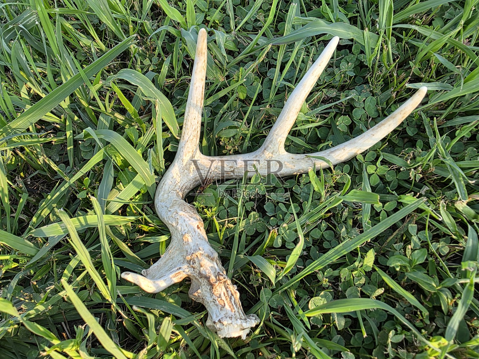 白尾鹿的角脱落物在草地上照片摄影图片