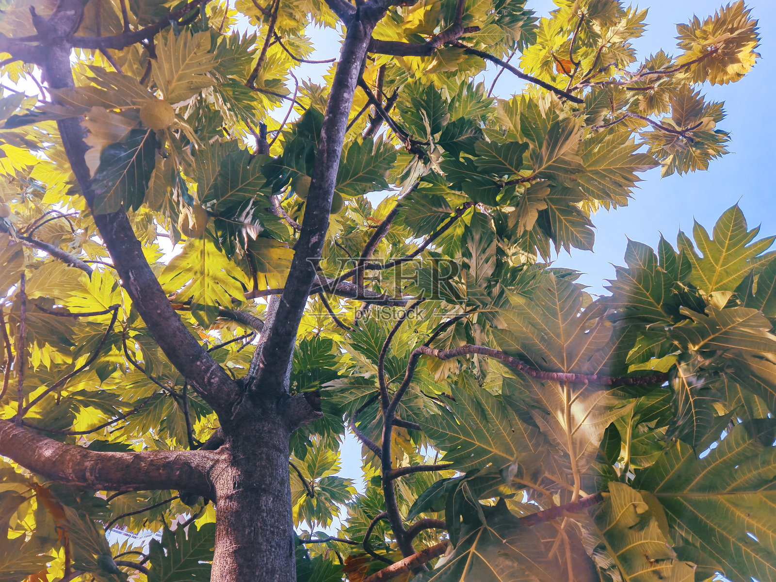 自然背景的宁静照片摄影图片