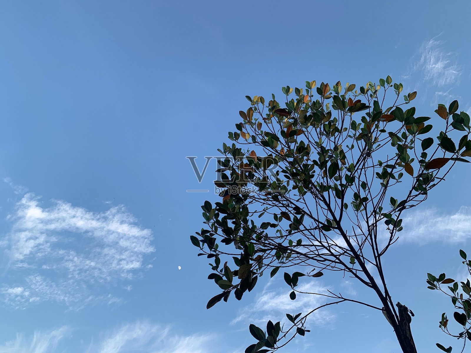 树木与天空照片摄影图片