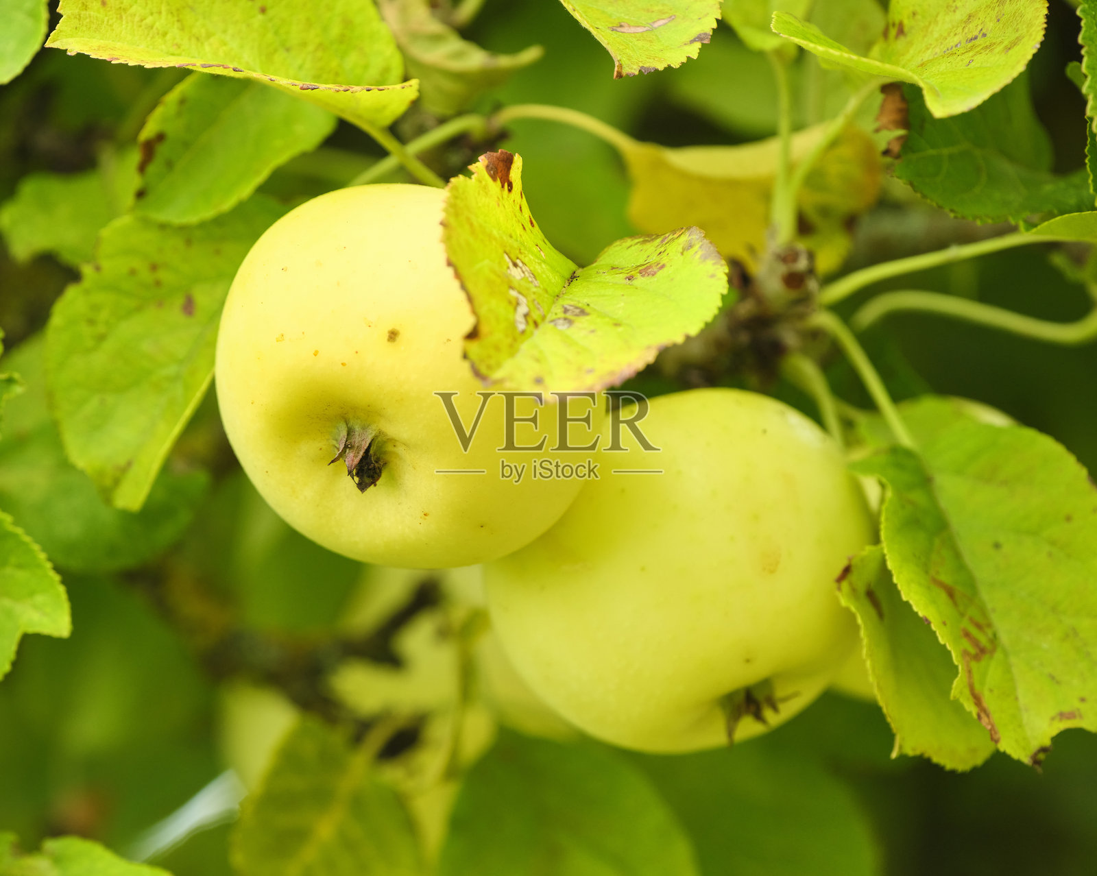 特写镜头：成熟的黄苹果（Malus domestica）挂在树上，周围环绕着绿叶。照片摄影图片