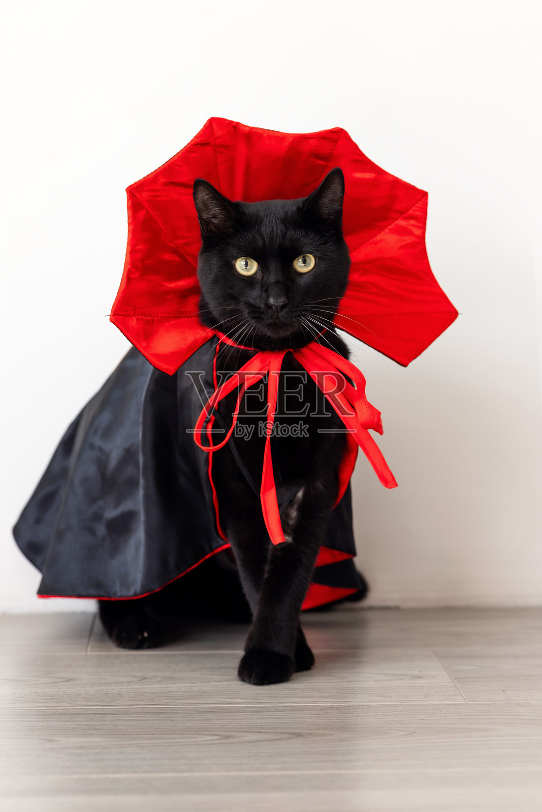 万圣节黑猫穿着吸血鬼服装，优美地交叉着爪子，正看向镜头。照片摄影图片