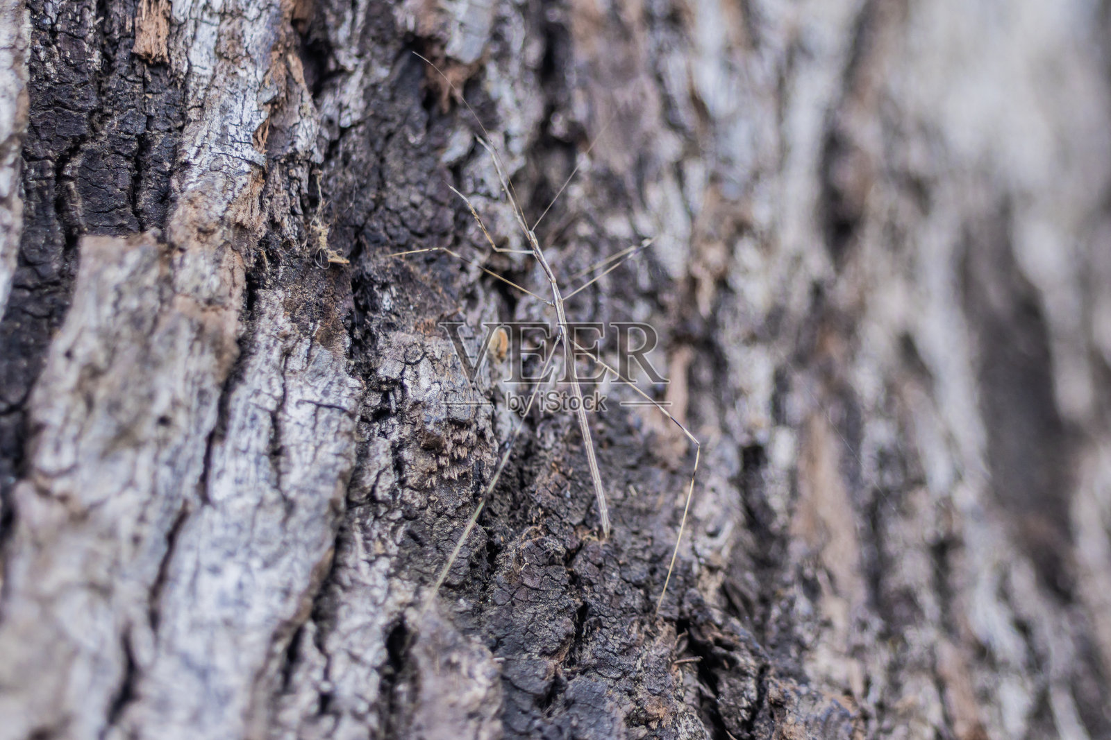 竹节虫照片摄影图片