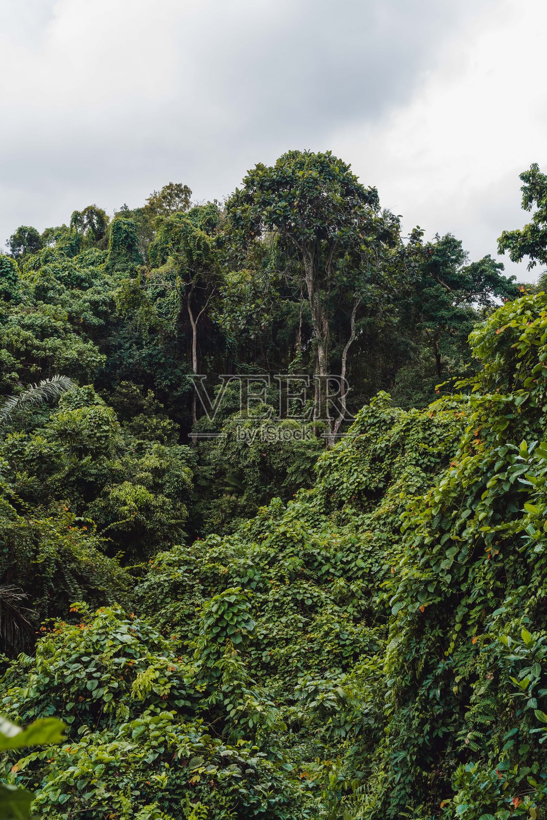 多云天空下的葱郁绿色丛林景观照片摄影图片