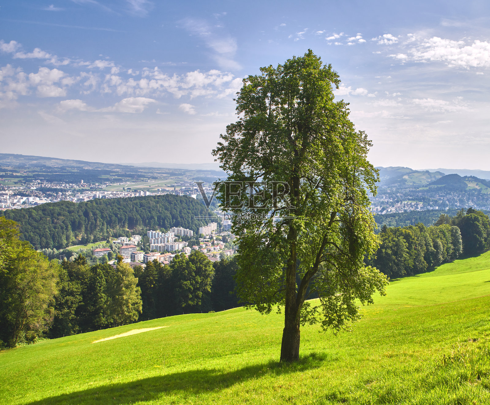 宁静的风景，一棵雄伟的树俯瞰着城市景观，天空湛蓝。照片摄影图片