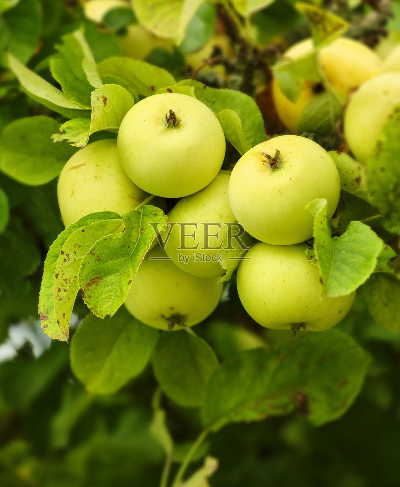 成熟的黄色苹果（Malus domestica）在树上绿叶丛中的特写视图照片摄影图片