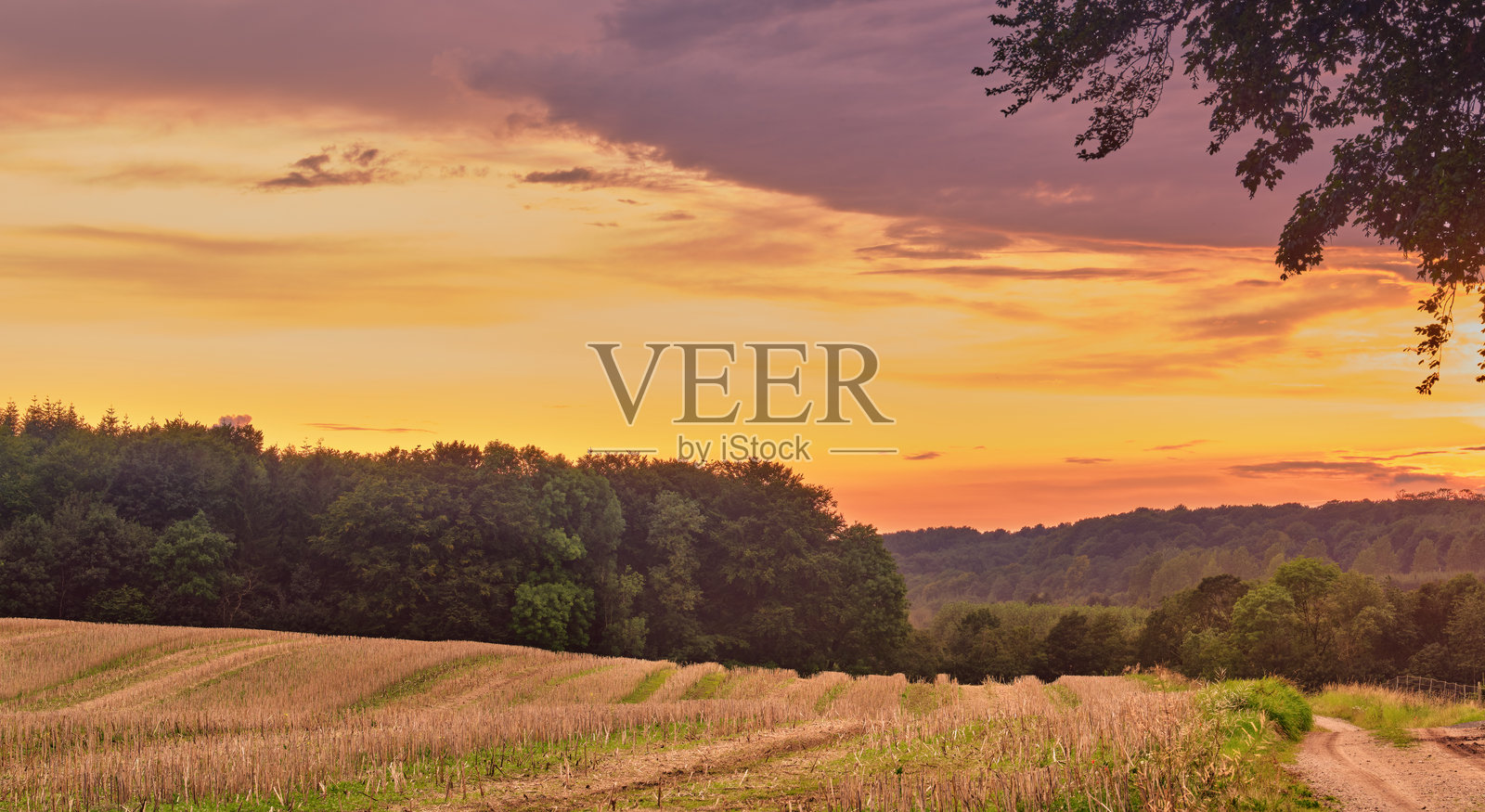 夕阳下的丹麦乡村田野，蜿蜒的小径，温暖的秋日阳光，宁静的乡村风光，构成一幅宁静的田园画卷。照片摄影图片