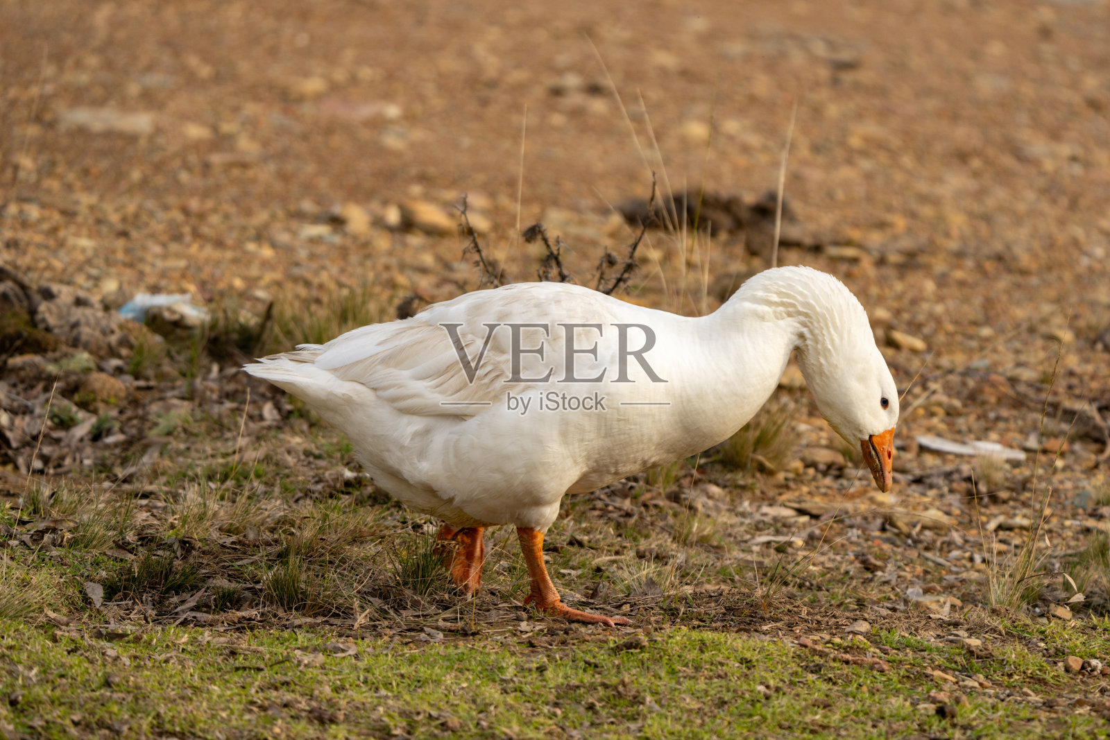 在柔和的午后阳光下，一只白鹅悠闲地漫步于农场阳光明媚的田园风光中。照片摄影图片