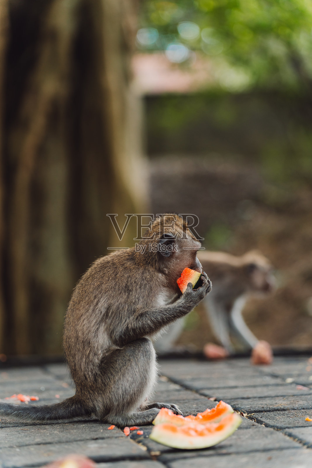 猴子在自然中享用西瓜照片摄影图片