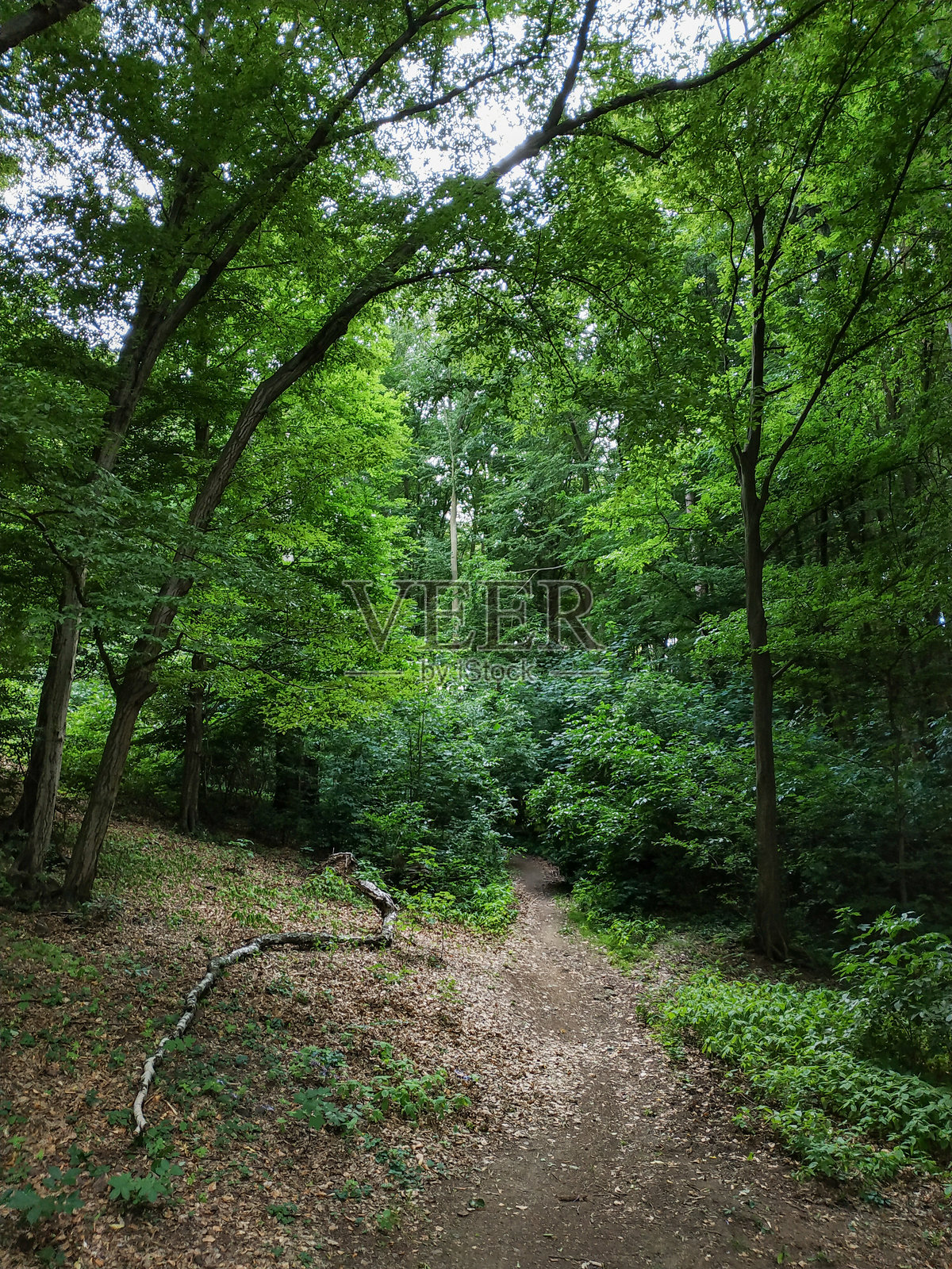一条徒步小径穿过茂密的绿色森林，靠近布尔迪的明塞克城堡。照片摄影图片