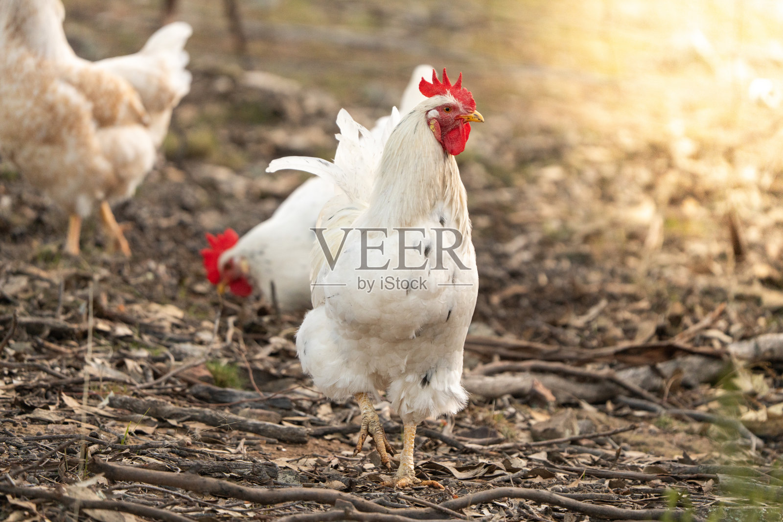 白色农场鸡，拥有鲜红的鸡冠和肉垂，在自然的户外环境中自由觅食。照片摄影图片