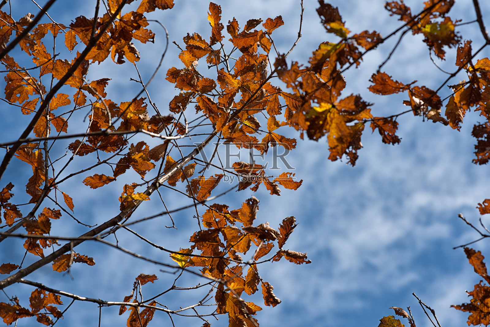 秋叶间的阳光照片摄影图片