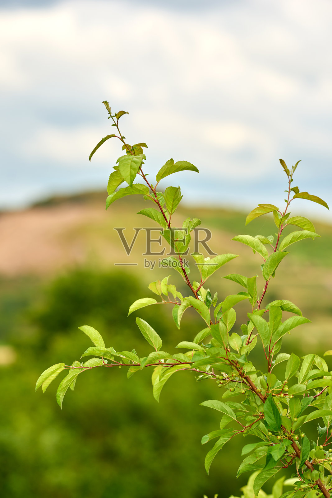 一根树枝上生机勃勃的绿叶，背景是模糊的阳光自然风光，突显了充满活力的生命和柔和的氛围深度。照片摄影图片