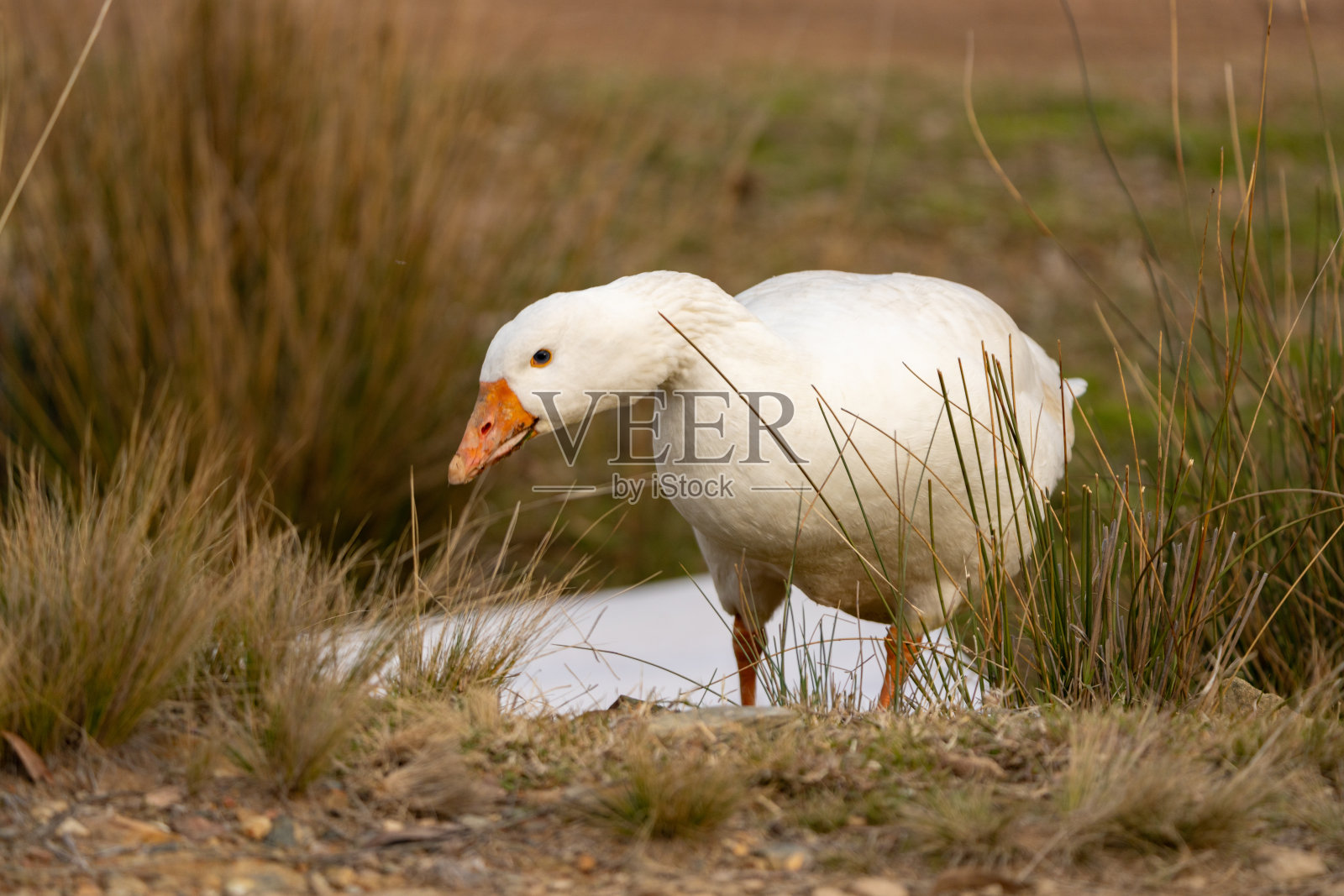一只白鹅在柔和的午后阳光下，悠闲地漫步于农场阳光明媚的田园风光中。照片摄影图片