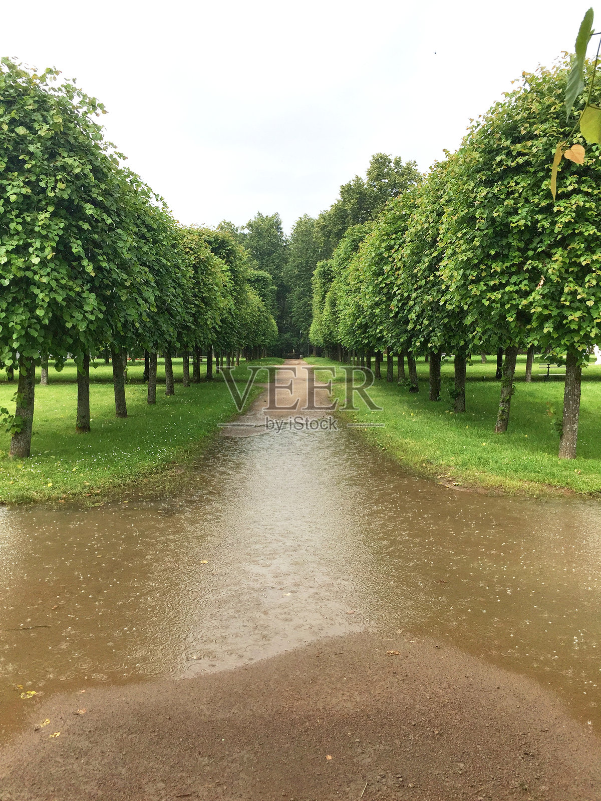 葱郁的椴树林荫道，周围是生机勃勃的绿叶，雨水汇成的水洼倒映着天空，在宁静的公园环境中营造出宁静的氛围，非常适合大自然爱好者。照片摄影图片