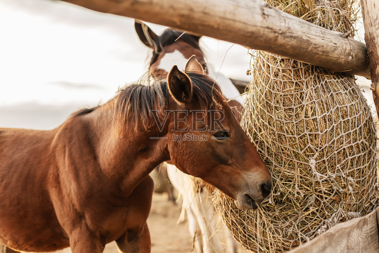 农场里吃干草的马驹，乡村里的幼马，马术生活。照片摄影图片