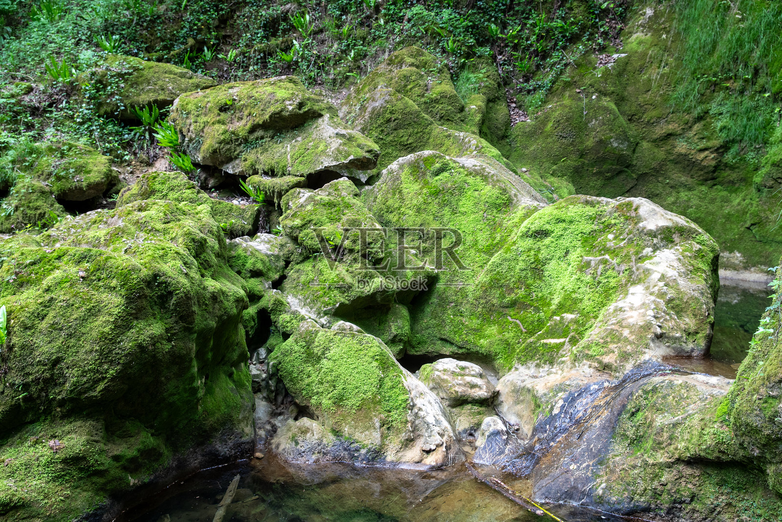 近距离拍摄覆盖着苔藓、地衣和蕨类植物的岩石。照片摄影图片