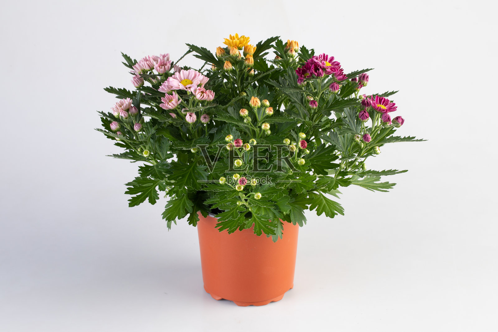 花盆里盛开的黄色、红色和粉色绣球花，带有剪切路径，背景为纯净的自然风光照片摄影图片