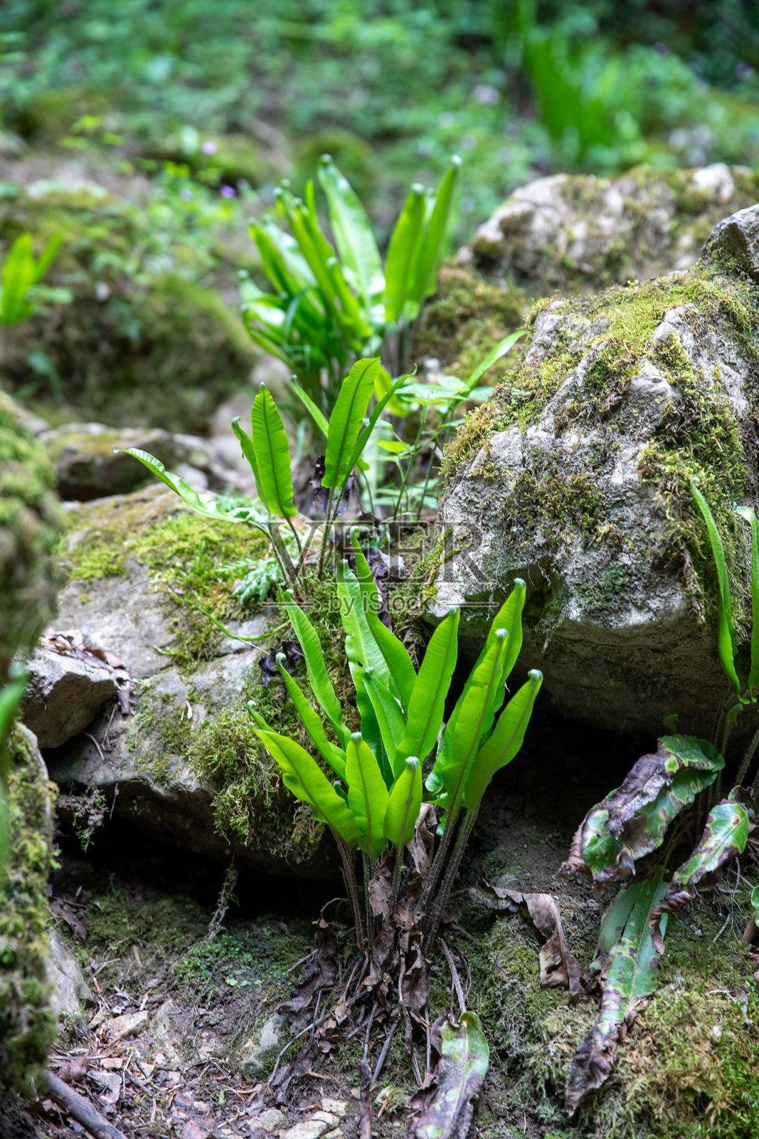 野生的耳蕨（鹿舌/Phyllitis scolopendrium）在林下生长。照片摄影图片