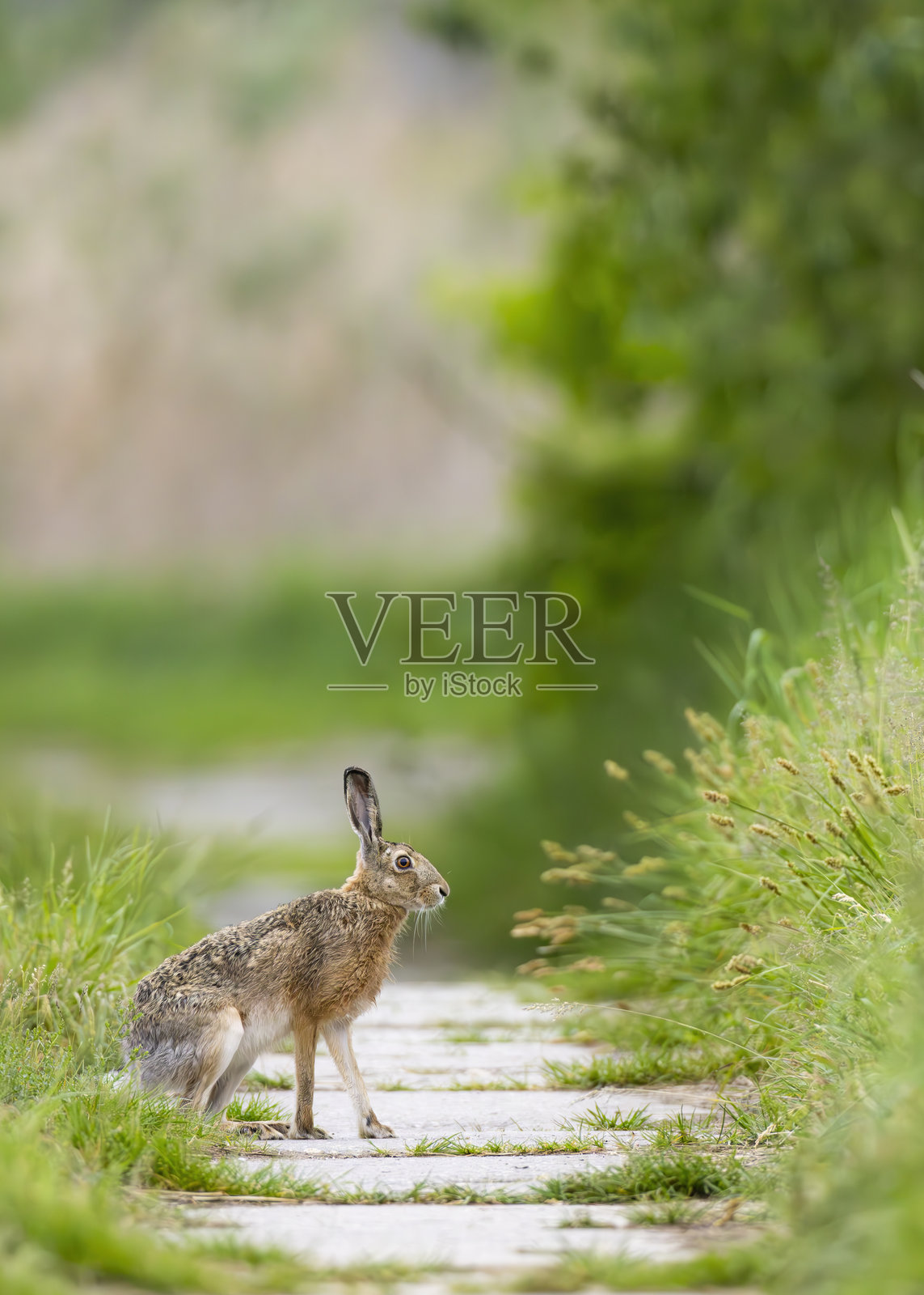 捷克共和国南摩拉维亚地区杜布纳尼附近科斯特利什卡鸟类公园的欧洲野兔 (Lepus europaeus)照片摄影图片