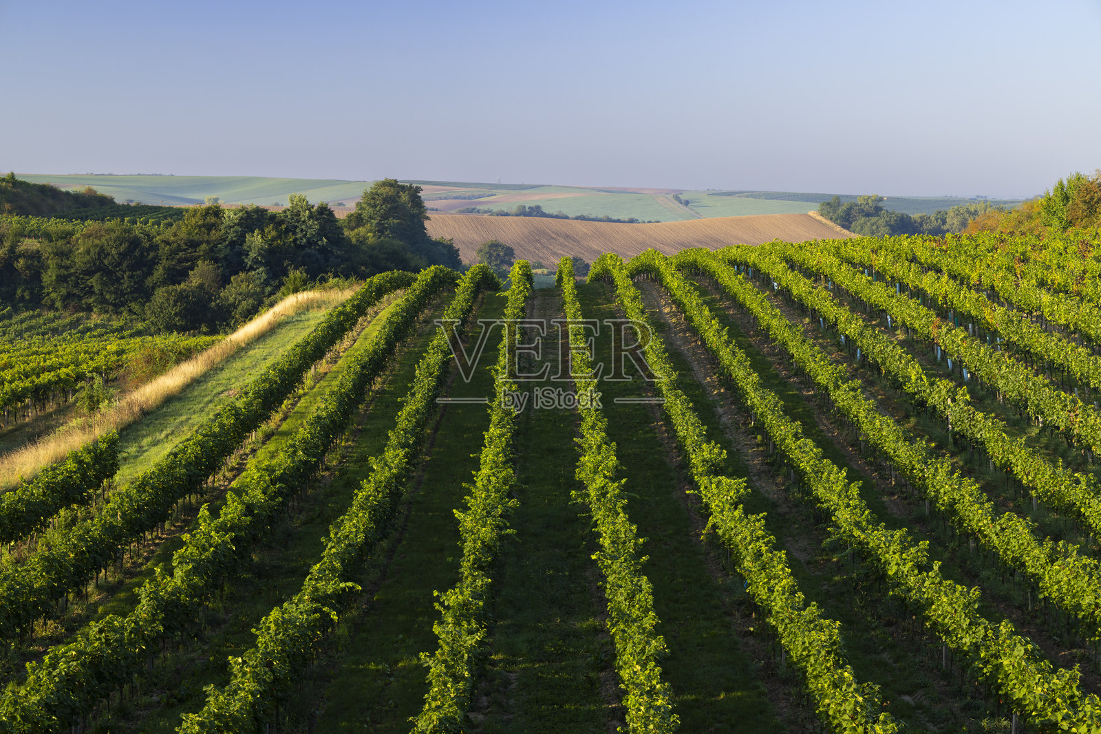 捷克共和国南摩拉维亚州采伊科维采附近的葡萄园和鲜花照片摄影图片