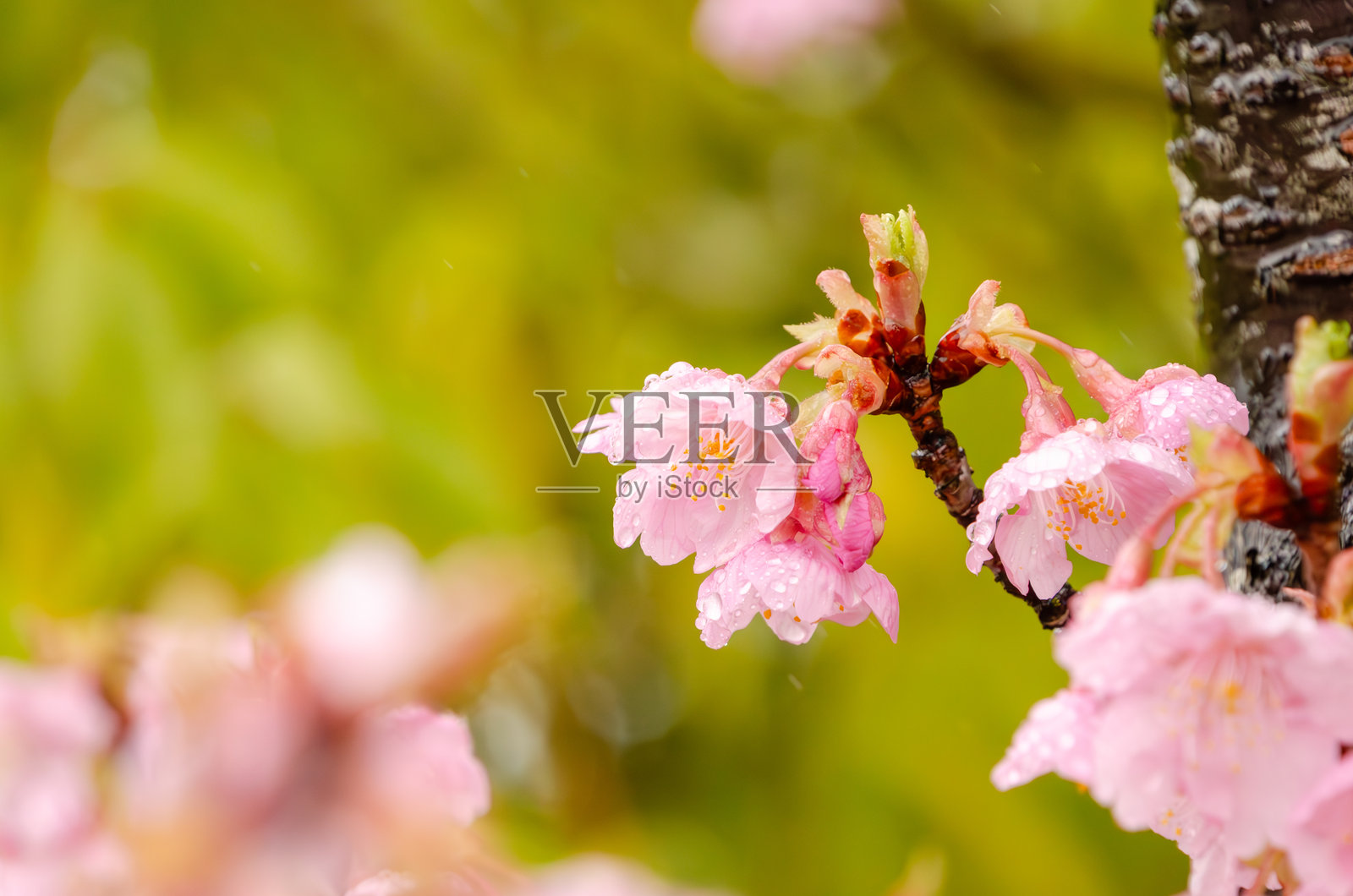 Close-up of Cherry Blossoms with Dewdrops照片摄影图片