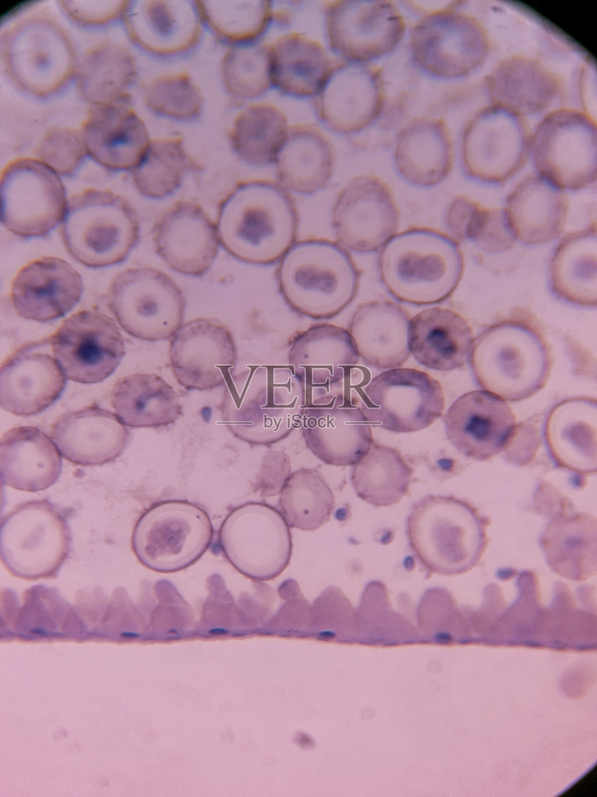 蛔虫卵裂期的显微镜视图照片摄影图片