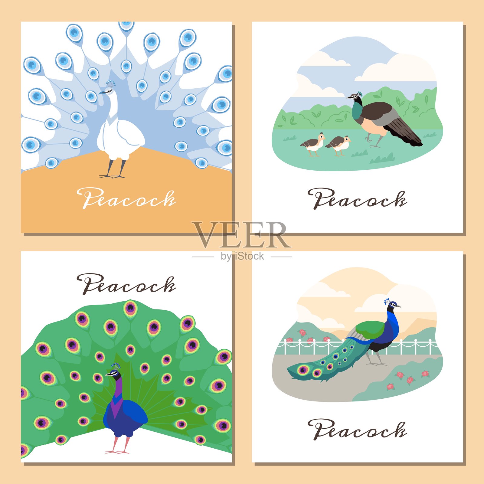孔雀，各种带有美丽多彩鸟类的卡片，卡通矢量图插画图片素材